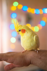 owner with her pet.funny cockatiel parrot.Beautiful photo of a bird. Ornithology.Funny parrot.Cockatiel parrot.
Home pet bird.Love for animals.Cute cockatiel.Home pet bird.love for pet.parrot taming
