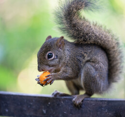 Naklejka na ściany i meble Squirrel eating fruit with blurred background.