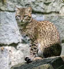 Geoffroyi´s cat Leopardus geoffroyi, sitting on a boulder and observing the surroundings - 631410883