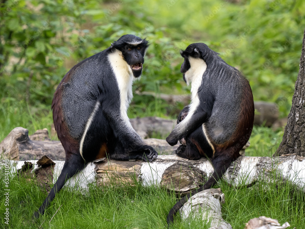 Wall mural a pair of diana money, cercopithecus diana, sit on a trunk and observe the surroundings.