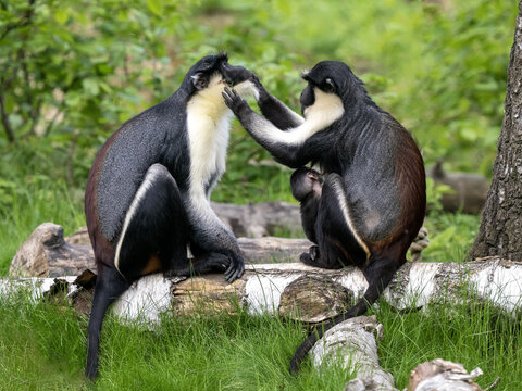 Two female Diana Money, Cercopithecus diana, grooming each other's fur.