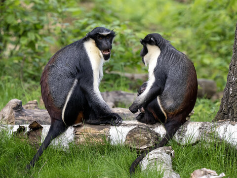 A pair of Diana Money, Cercopithecus diana, sit on a trunk and observe the surroundings.
