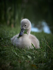 gray swan chick sits on green grass