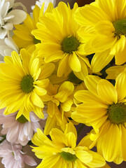Fototapeta premium Blossoming lush small yellow, white and pink chrysanthemums with green leaves, close-up, top view. Bouquet of chrysanthemums. Summer period. Flower shop. Present. Sign of attention.
