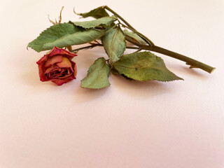 A dried orange rose with a short stem and green leaves lies on a beige surface, close-up, side view. Withered flower.