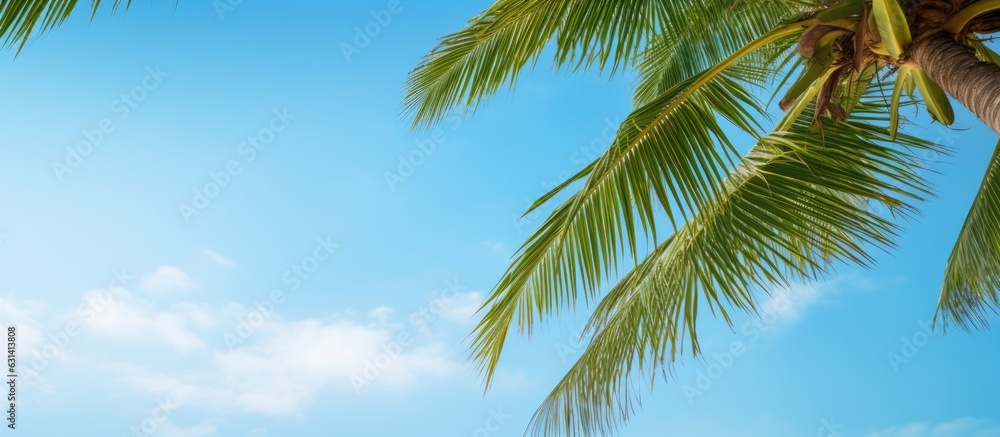 Poster a high-resolution image of a coconut palm tree with green branches against a blue sky background.