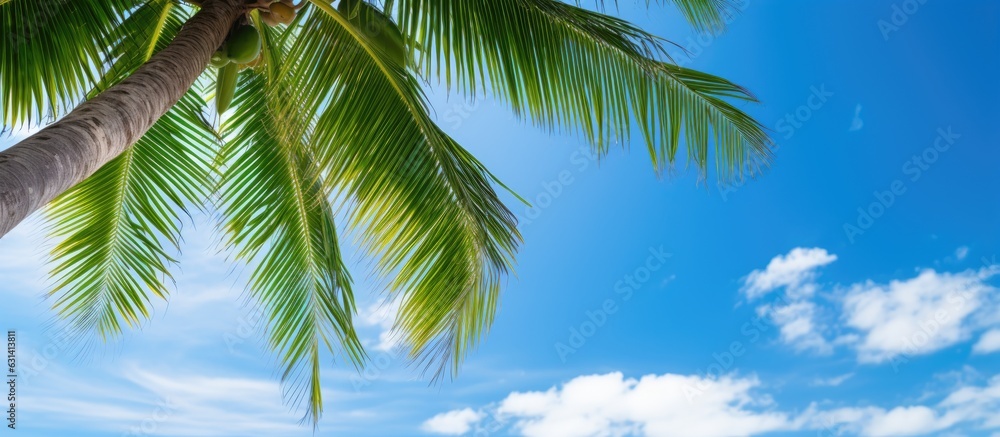 Poster a high-resolution image of a coconut palm tree with green branches against a blue sky background.