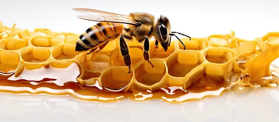Foto op Aluminium A honey bee is feeding on honey inside a beehive frame with wax, seen against a white background © HN Works