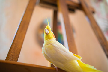 Yellow cockatiel parrot.Cute cockatiel.Home pet parrot.The best cockatiel.Beautiful photo of a...