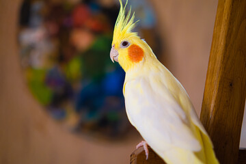 Yellow cockatiel parrot.Cute cockatiel.Home pet parrot.The best cockatiel.Beautiful photo of a bird.Ornithology.Funny parrot.Cockatiel parrot.
Home pet yellow bird.Beautiful feathers.Love for animals