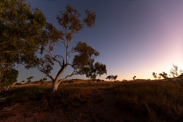 Desert tree in the Australian Outback at sunset