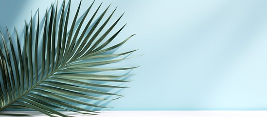 Fototapeta premium Minimal abstract background for product presentation, featuring a blurred shadow from palm leaves
