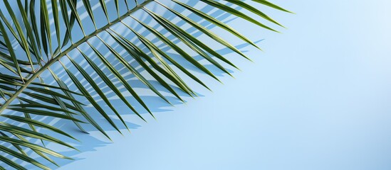 Palm leaf shadow on a light blue background. Simple summer tropical concept with room for text