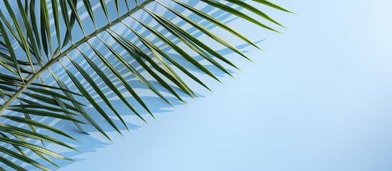 Obraz premium Palm leaf shadow on a light blue background. Simple summer tropical concept with room for text