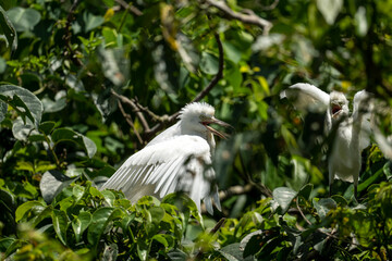 juvenile cattle egret