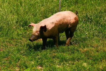 Schwein auf Wiese