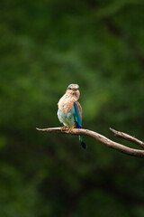The Indian Roller