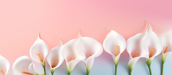 The creative spring layout consists of calla lily flowers with pink paint dripping on a pastel - obrazy, fototapety, plakaty