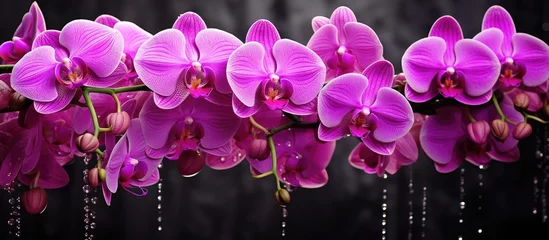 Foto auf Leinwand The Phalaenopsis orchid, also known as the Beautiful Pink Orchid, is found in gardens © HN Works