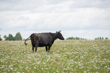 black cow with horns is grazing in a meadow of white flowers and green grass under a blue sky