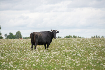 black bull is grazing in a meadow of white flowers and green grass and looking straight into the camera under a blue sky