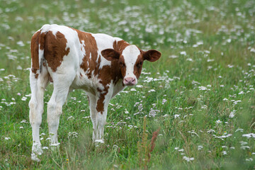 white with brown spotted cow baby calf is grazing in a green meadow with white flowers and looking directly into the camera.