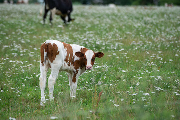 white calf with brown spots is grazing in a green meadow with white flowers and looking directly into the camera.