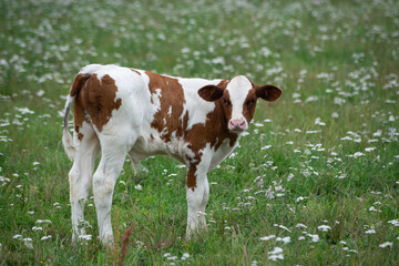 white calf with brown spots is grazing in a green meadow with white flowers and looking directly into the camera.