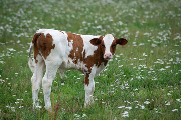 white calf with brown spots is grazing in a green meadow with white flowers and looking directly...