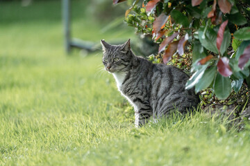 Beautiful grey cat with tripes chilling in the sun in a green and fresh garden 