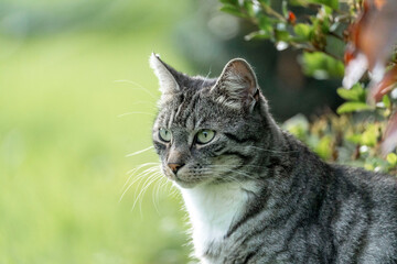 Beautiful grey cat with tripes chilling in the sun in a green and fresh garden 