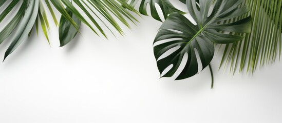 Tropical leaves create a natural shadow overlay on a white textured background, suitable for overlaying