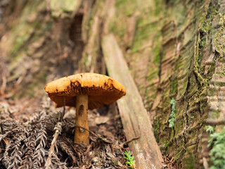 木の根元に生えたキノコ