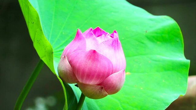 Pink lotus and green pad swing by soft wind and blur reflection swamp background