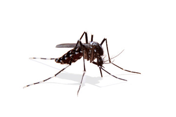 Striped mosquitoes are eating blood on white background. Mosquitoes are carriers of dengue fever and malaria.