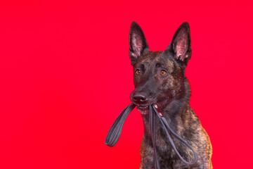 Brown dog shepherd executes a command on a dark red yellow background