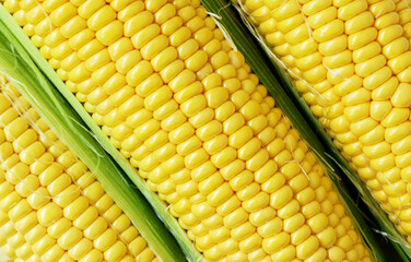 close-up corn on the cob. Food background