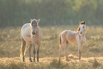 Chevaux de Camargue