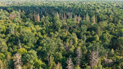 Polish part of Bialowieza Forest in full autumnal sun