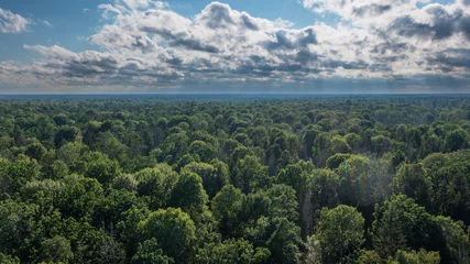 Foto op Plexiglas Polish part of Bialowieza Forest to east © Aleksander Bolbot