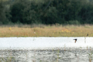 River swallows hovering above the water in De Peel
