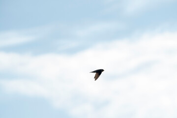 River swallows hovering above the water drinking and flying