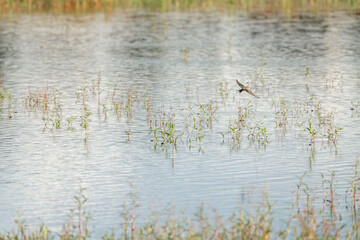 River swallows hovering above the water drinking and flying
