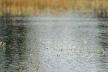 River swallows hovering above the water and drinking while flying