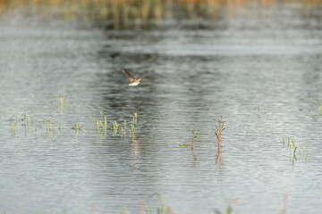 River swallows hovering above the water and drinking while flying