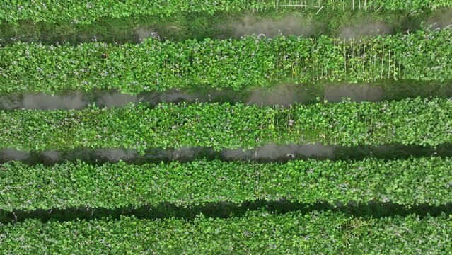 Aerial footage of green bean field in spring with drone motion