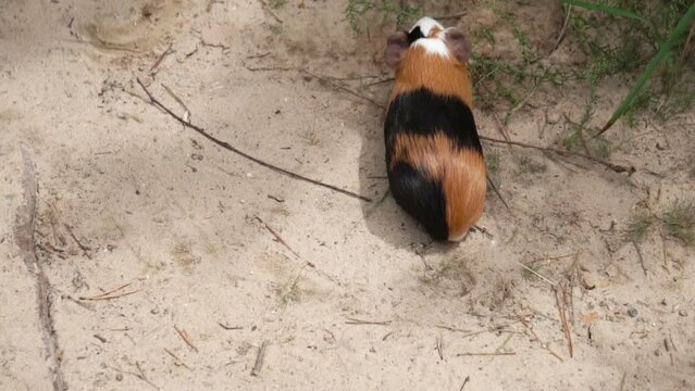 funny guinea pig outdoor