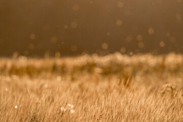 Dreamy sunset vibes with river swallow birds flying all over the place in beautiful golden hour...
