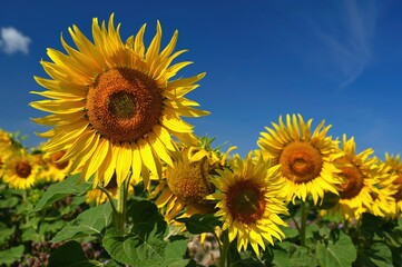 Beautiful yellow flowers - sunflowers in nature with blue sky. Summer background.