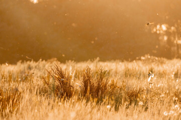 Dreamy sunset vibes with river swallow birds flying all over the place in beautiful golden hour...